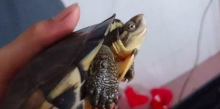 养龟技巧,养龟绝密配方大全