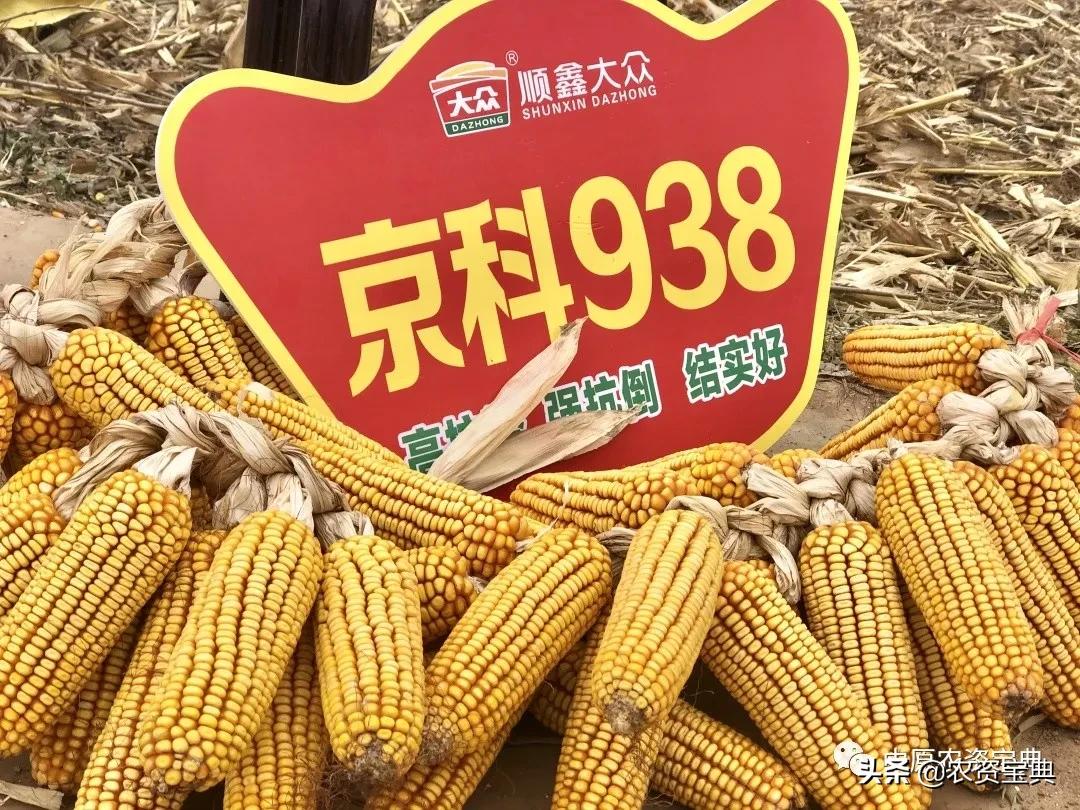 国审玉米种京科938,京科968玉米国审