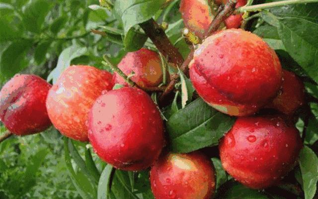 八月份有油桃这种水果吗,6月初成熟的油桃最好是什么油桃