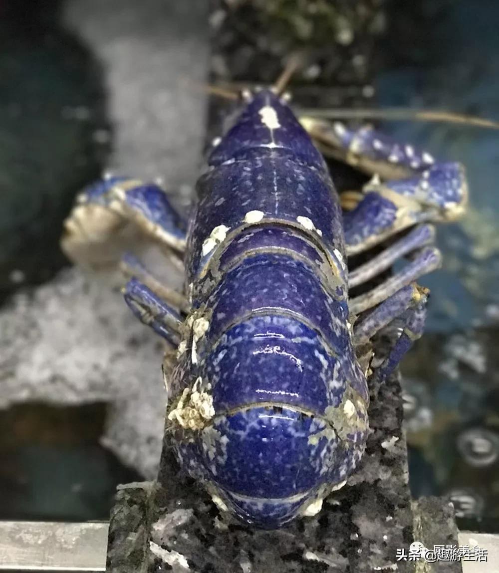 世界上的各种龙虾,世界上最大龙虾