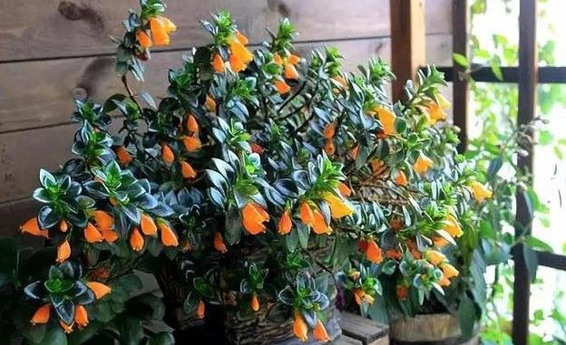 金鱼吊兰什么时候修剪不影响开花,金鱼吊兰不开花的原因和解决办法