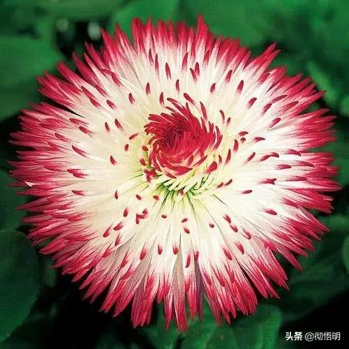 十种稀有长寿花,80个长寿花品种全都美极了