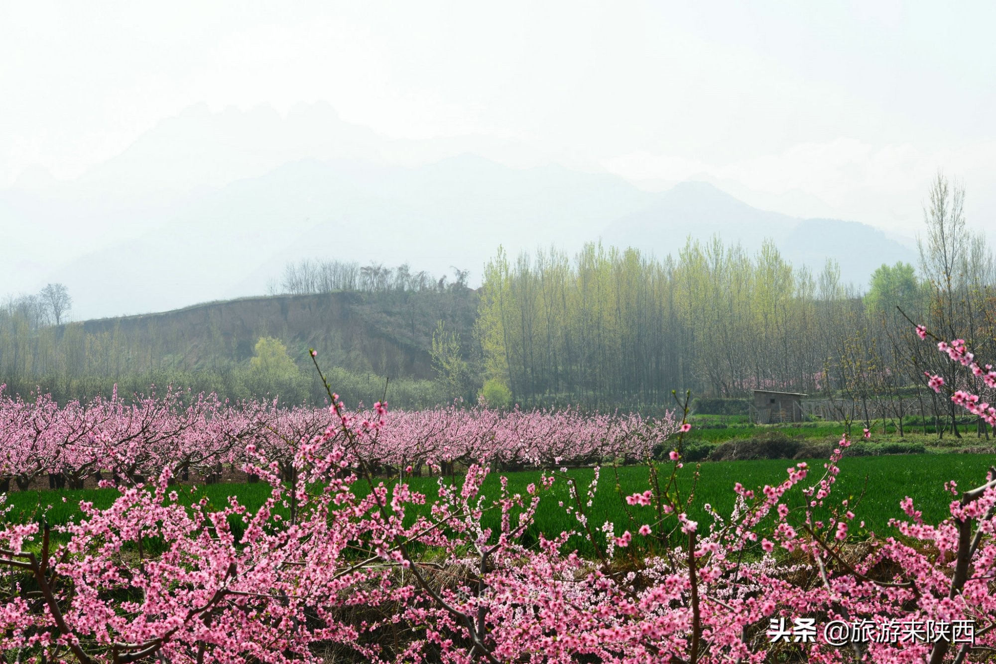长安区王莽千亩桃园,西安王莽万亩桃花源