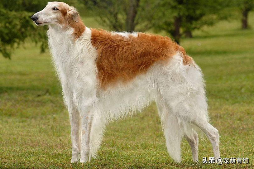 最好看的苏俄猎狼犬,最奇葩的爱尔兰猎狼犬