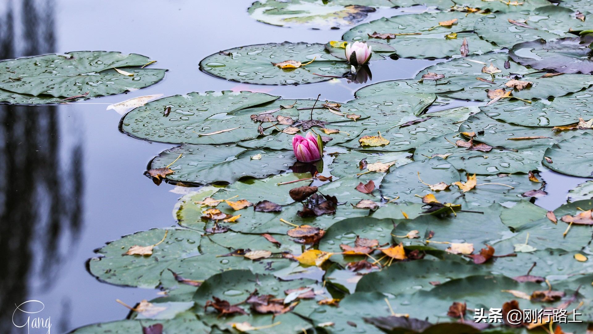 莫奈睡莲的特殊之处,莫奈睡莲超高清大图
