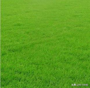 狗牙根草坪种植技术视频,福建狗牙根草坪施工