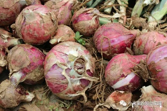 别墅菜园适合种什么菜,适合懒人种的阳台菜