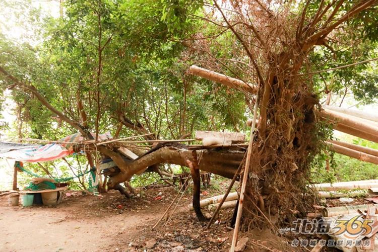 高德往事:重返旧时光,探索李桃栏深院大宅不为人知的过往