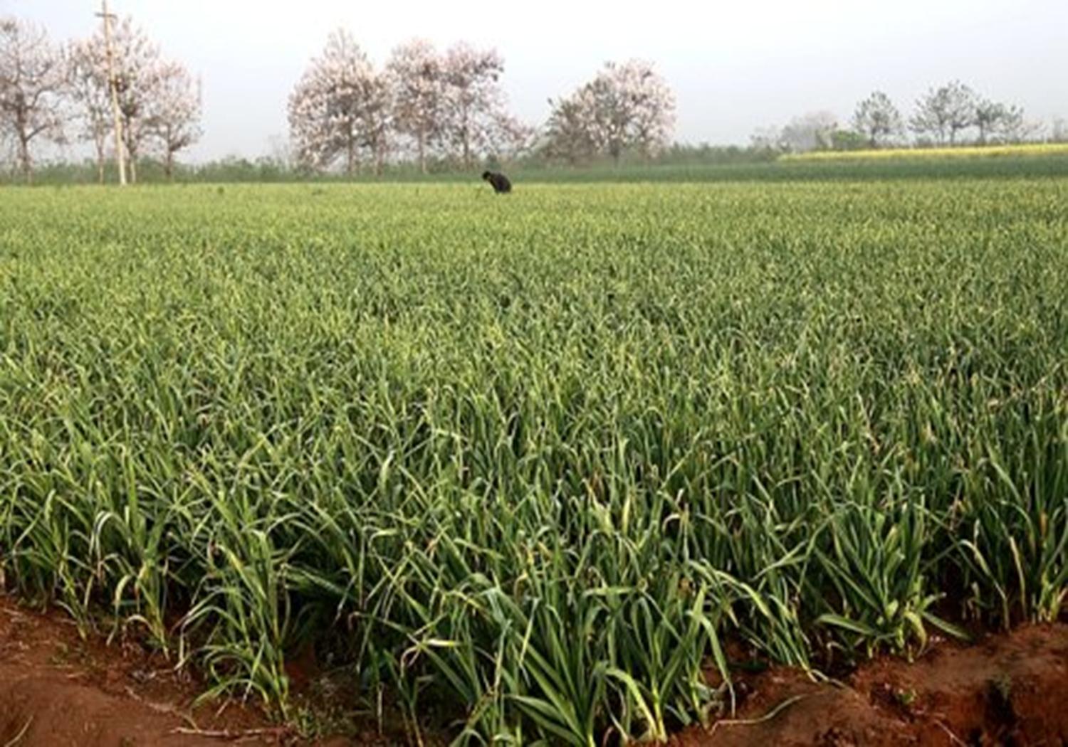 大蒜蒜苗的种植方法,新蒜蒜苗种植方法