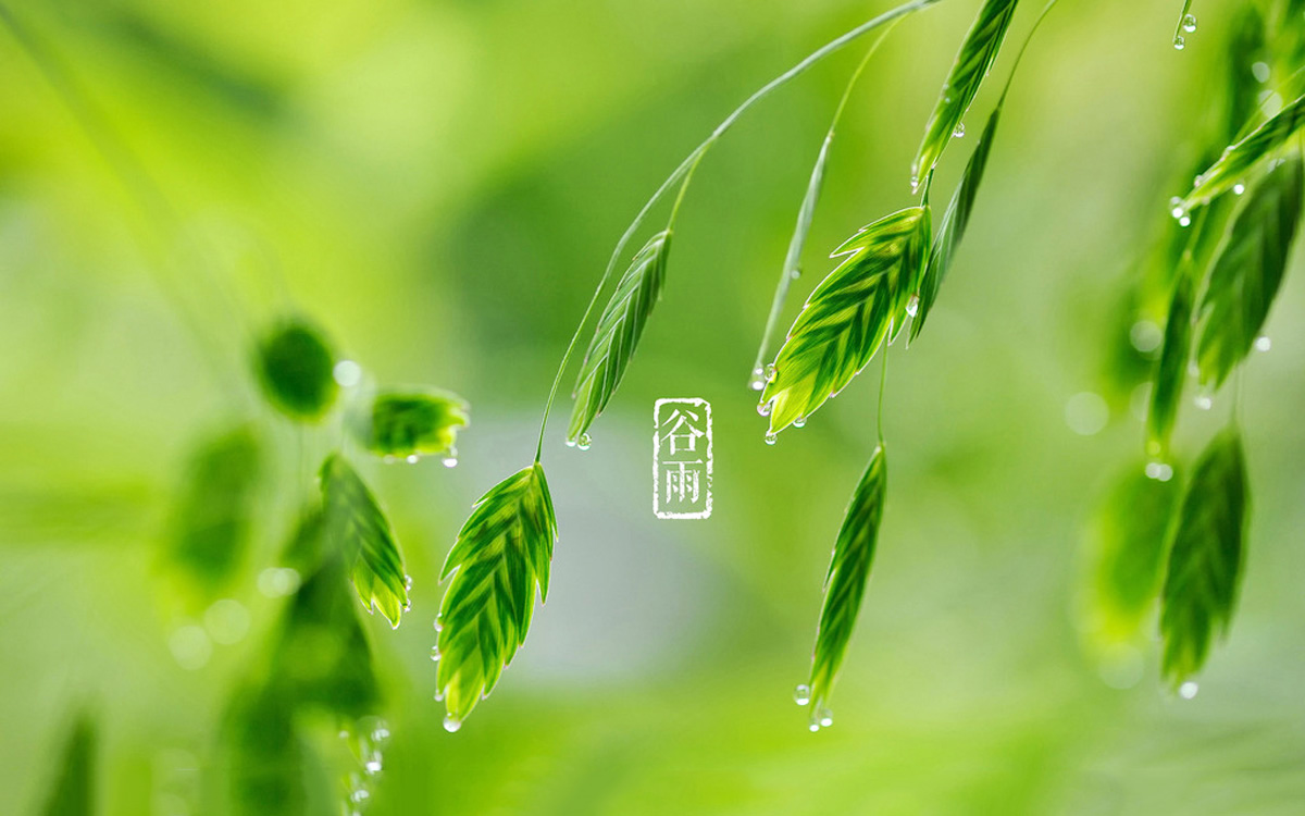 谷雨三天看牡丹的传说,谷雨三朝看牡丹的句子