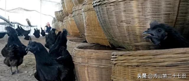 一万只土鸡卖柴鸡蛋年入百万,农村小伙养鸡一只鸡最贵卖1100元