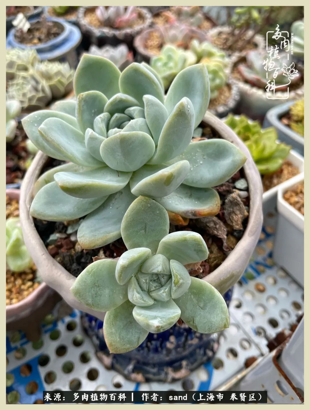 多肉垂落下去该怎么办,多肉在三伏天怎么度夏