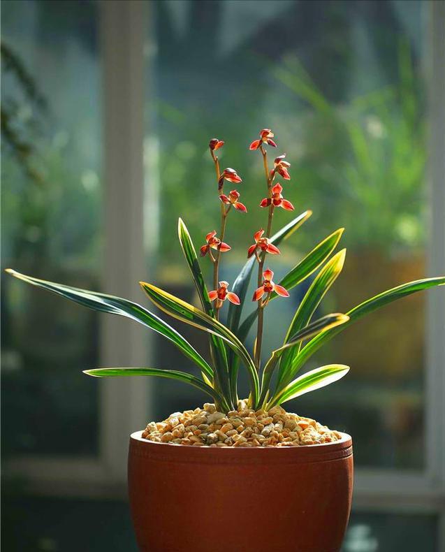 这种顶级红素，好养又好看，便宜又高雅，让人百看不厌