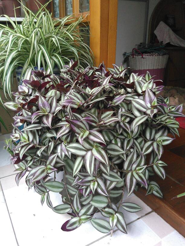 家里养的花怎么养才能旺,家庭养什么花好养不愿死