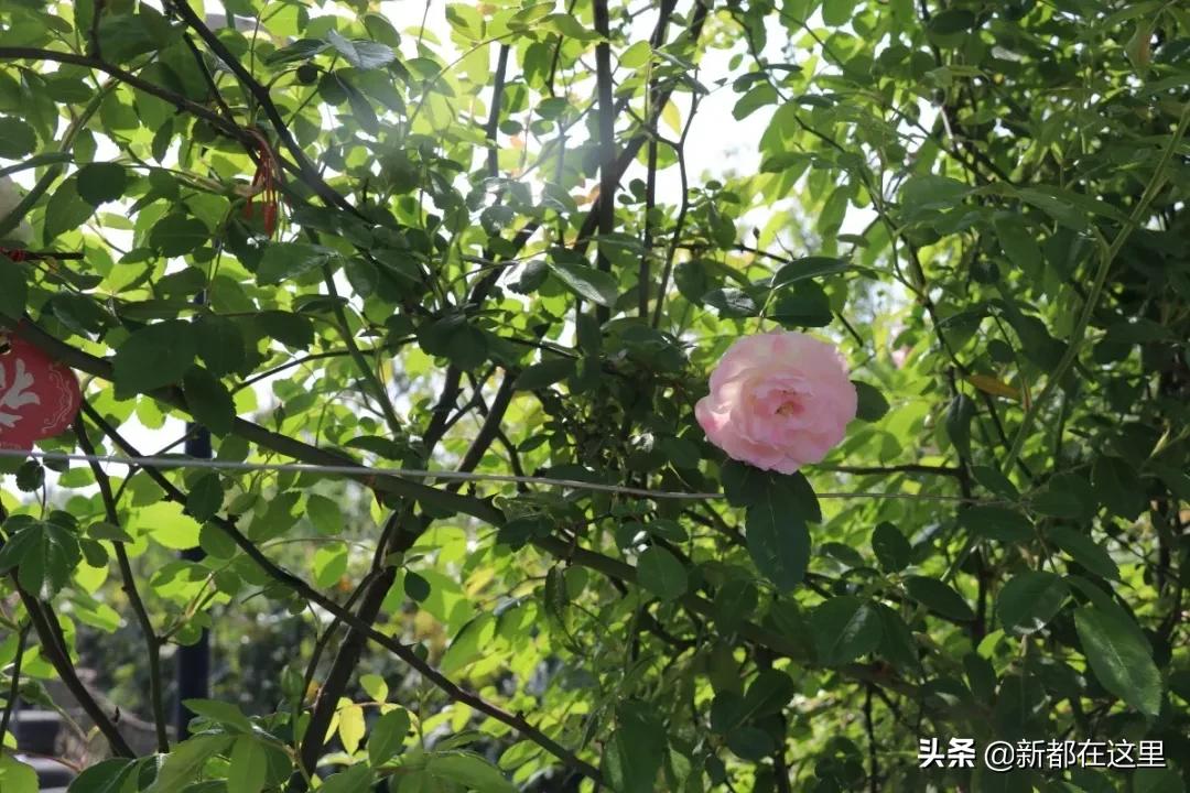 周末新都耍了一圈，朋友都以为我出了趟国