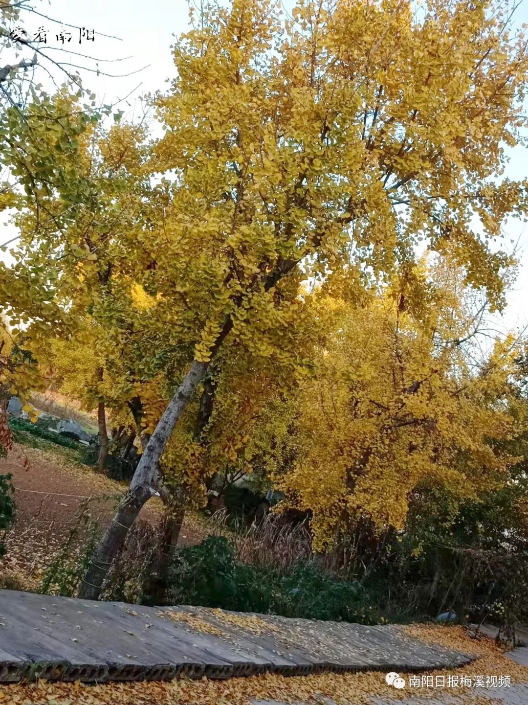 爱看南阳㉘初冬·暖阳依旧