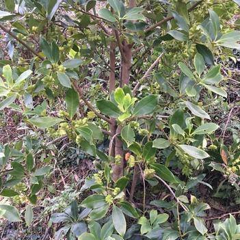 八角的香气是香料中最霸气的,八角和什么香料都具有芳香的气味