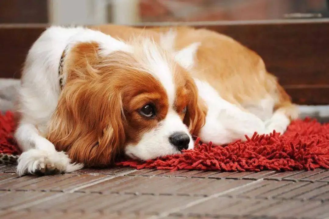 法斗中暑后没呼吸还能抢救过来吗,法斗狗狗中暑死亡了