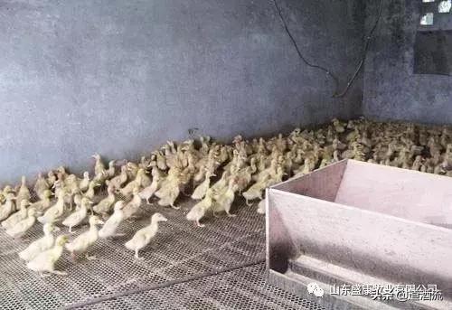 鸭眼睛红流泪怎么回事,鸭眼睛肿胀流眼泪