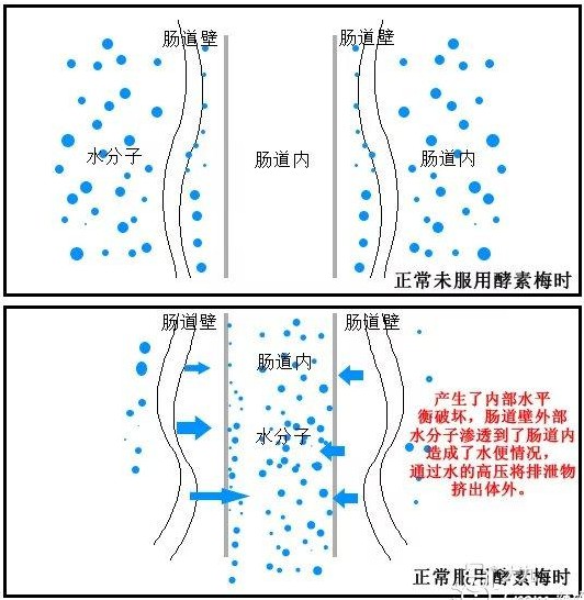 女子吃酵素惹出肝病,女子吃酵素梅