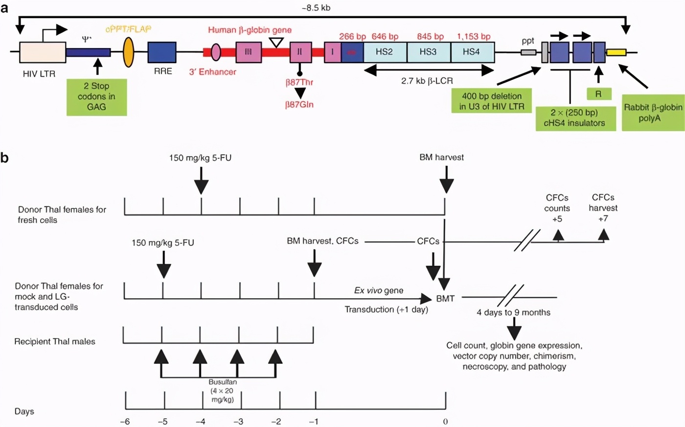 又是病毒载体，蓝鸟基因疗*L法**entiGlobin出现插入致癌
