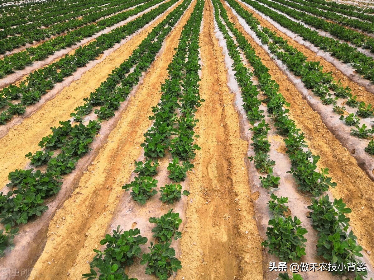 花生带壳播种比剥壳播种，真的更省工、省肥、病害少、产量高吗？