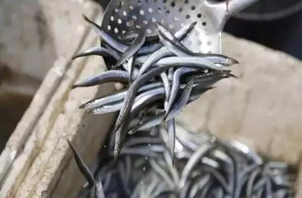 青岛十大海鲜干货特产,青岛西海岸特产推荐