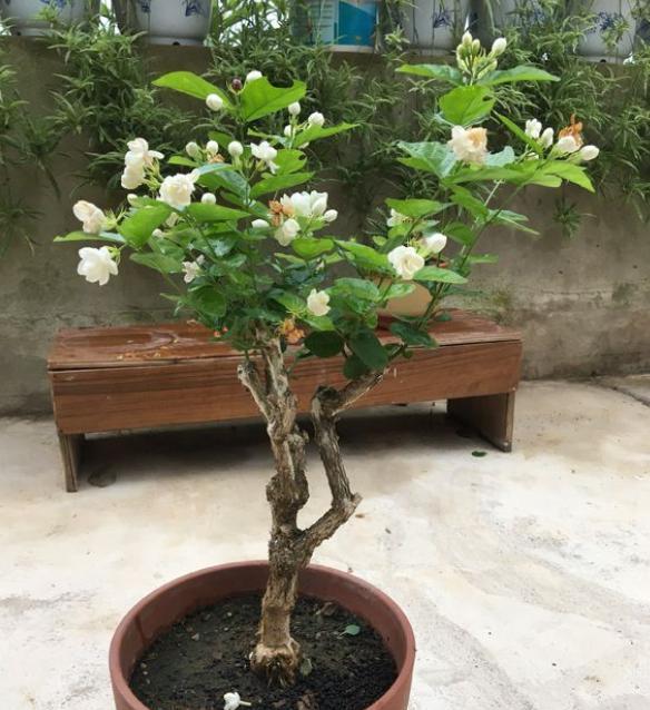 茉莉花不爆枝怎么办,茉莉花总是掉花骨朵