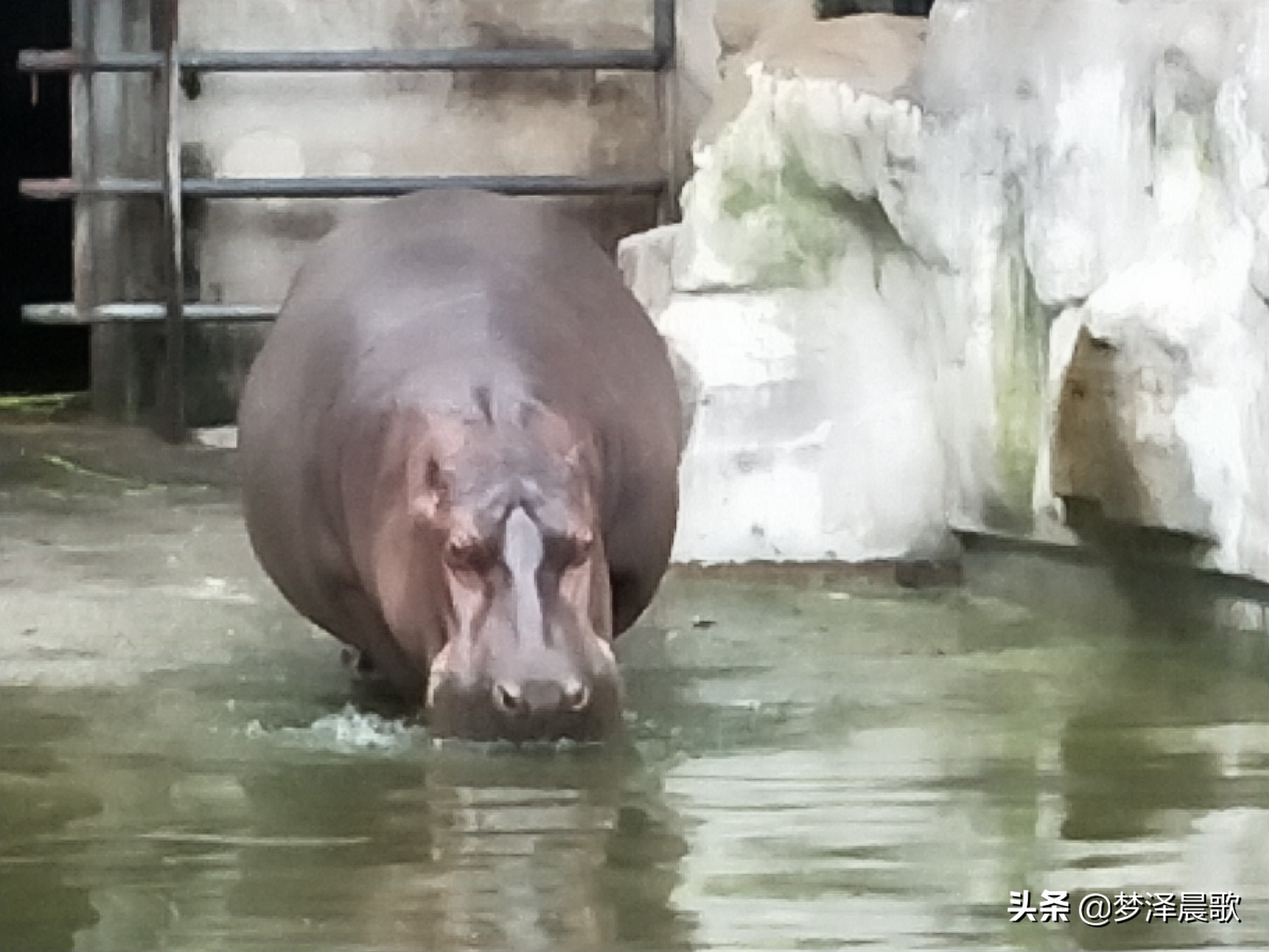 憨憨的河马有多厉害,憨厚的河马