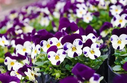 各国的国花是什么花,世界各国的国花奇葩