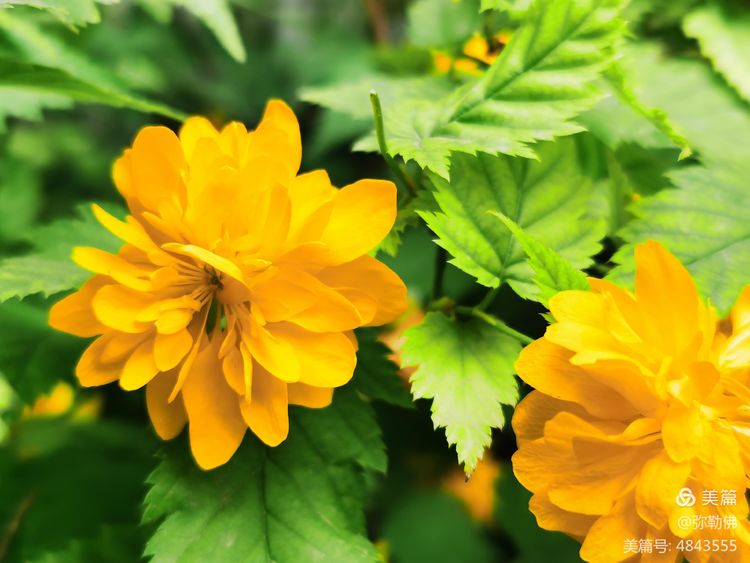 高新枫林华府住房,高新枫林华府小区评测