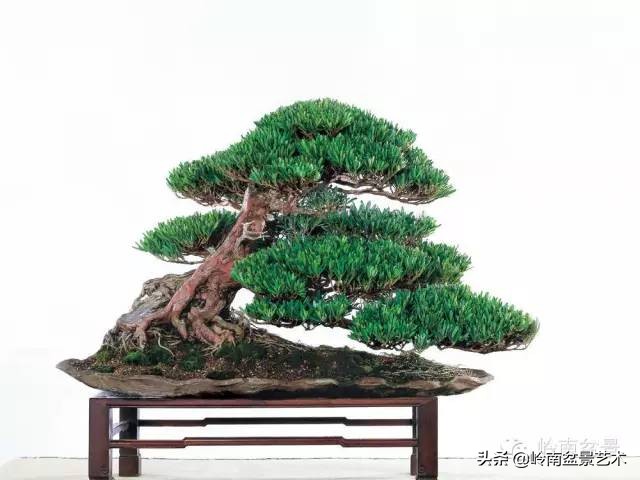 旺财罗汉松,罗汉松招财还是挡煞