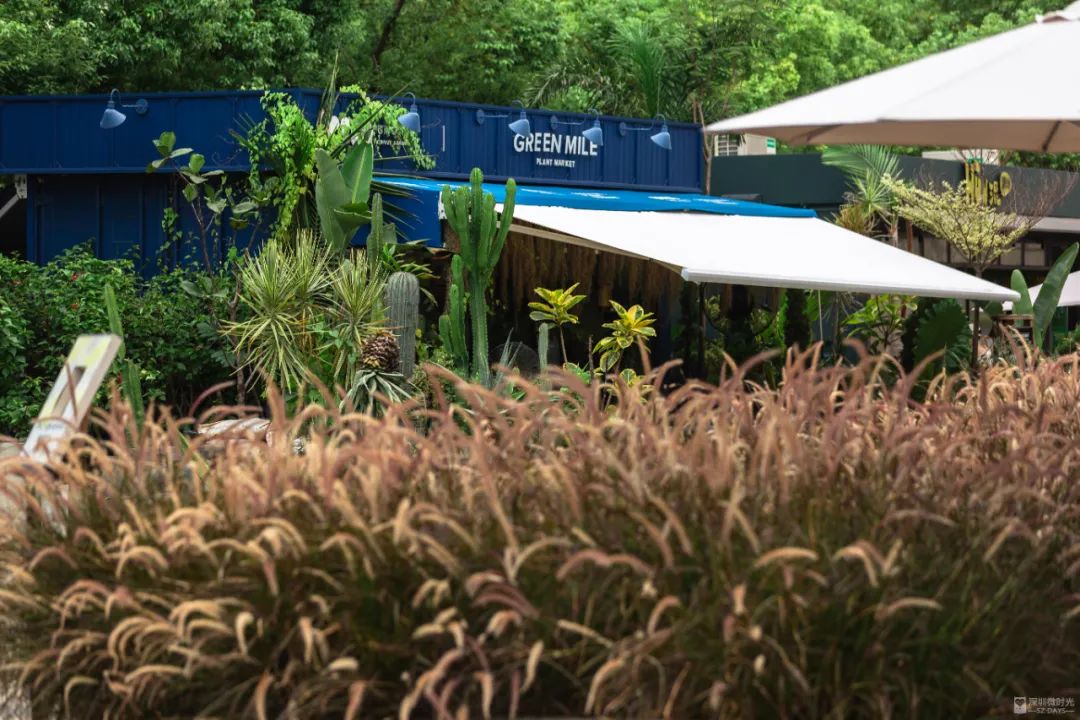 蛇口，一个住下来就不愿意再搬走的地方