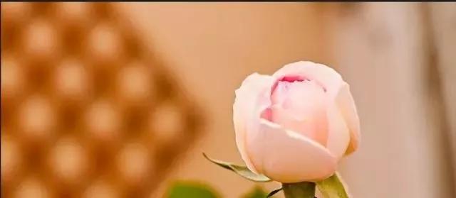 给大家介绍一下玫瑰品种,玫瑰的品种及特点介绍