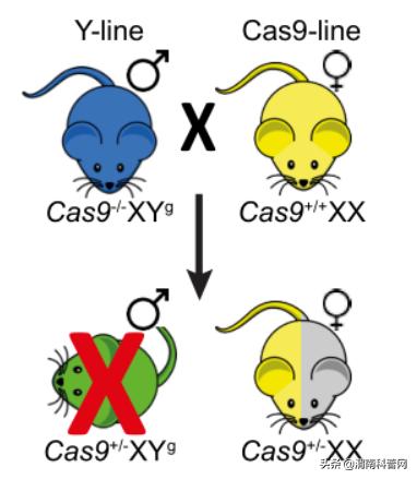 性别决定基因小鼠,基因编辑改变性别