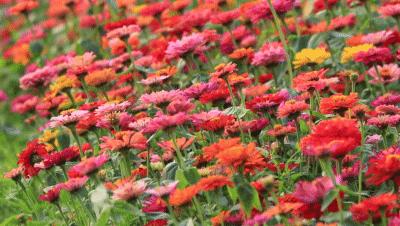 广州花海最新视频,广州花海大片蔚为壮观