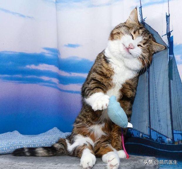 猫拉完屎还满屋疯跑？铲屎官：想当场自杀