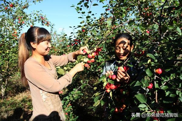 特产早知道扎兰屯榛子,扎兰屯沙果干批发价格