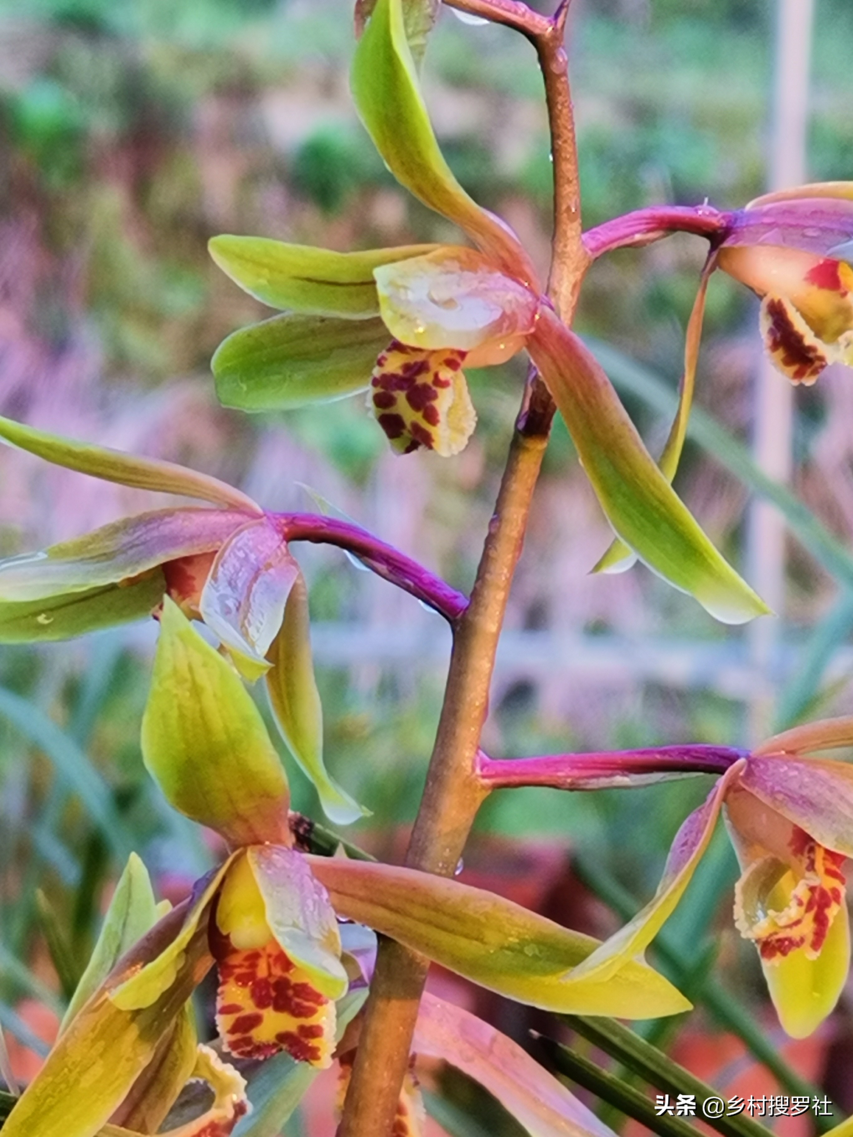 兰友怎样能选到老种名贵兰花,兰花老品种真的值得买吗