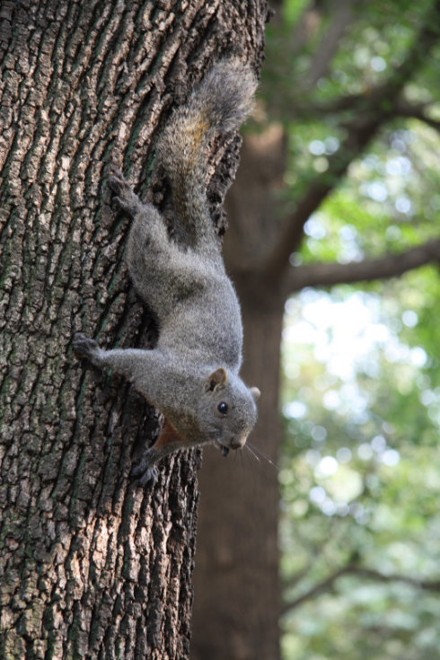 知道小松鼠如何和人交流吗？偶遇，我辜负了你