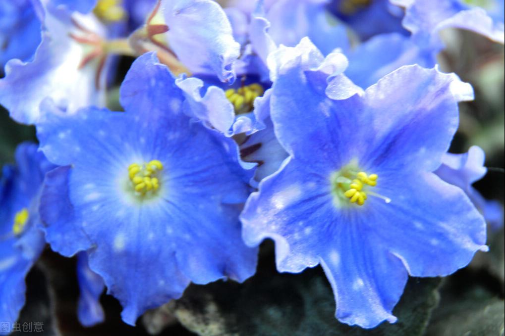 紫罗兰盆栽养殖方法,紫罗兰盆栽怎么养好