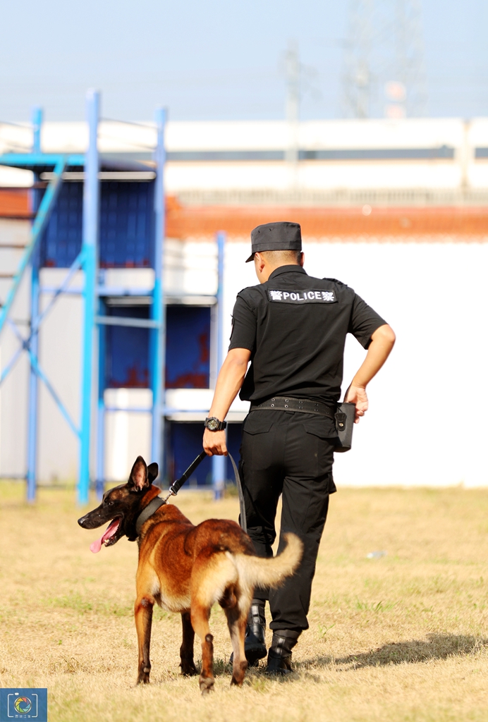警犬训犬师的工作和生活,如何成为一名合格的警犬训导员