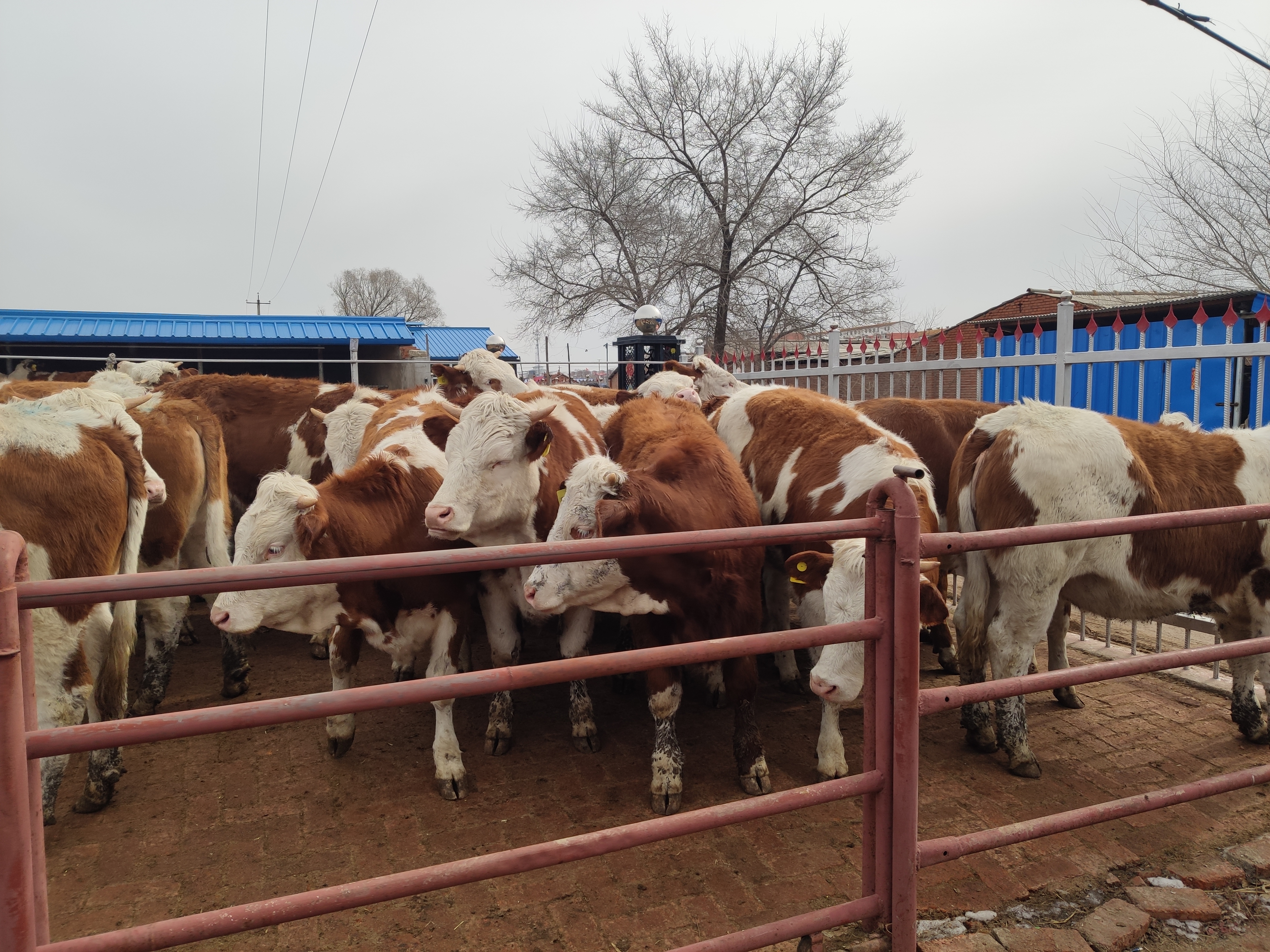 养牛的风险到底有多大,养牛的利润与风险和成本