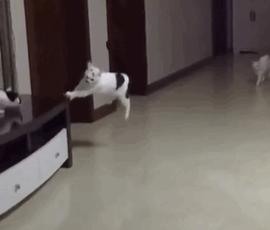 猫咪一副听不懂人话的样子,猫咪一副不太聪明的样子