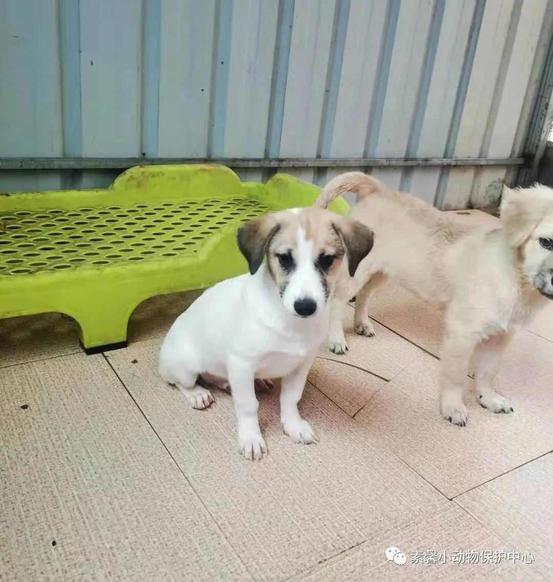 领养代替购买|2021年6月份福州线上宠物领养活动