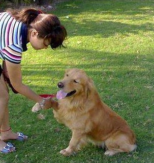 金毛好养吗爱乱跑吗,金毛好养吗会乱叫吗