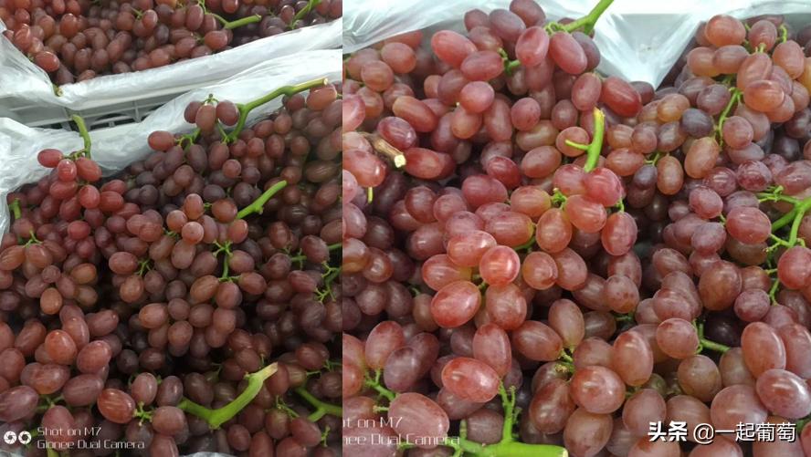 葡萄存库,葡萄存库一天的成本