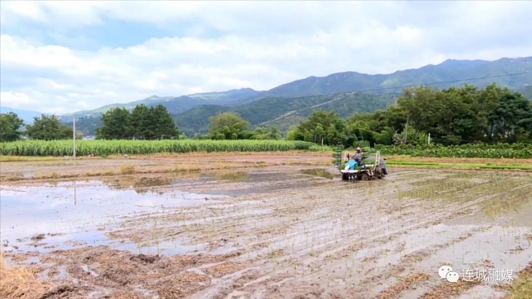 夏收夏种农机,福建省农机促春耕