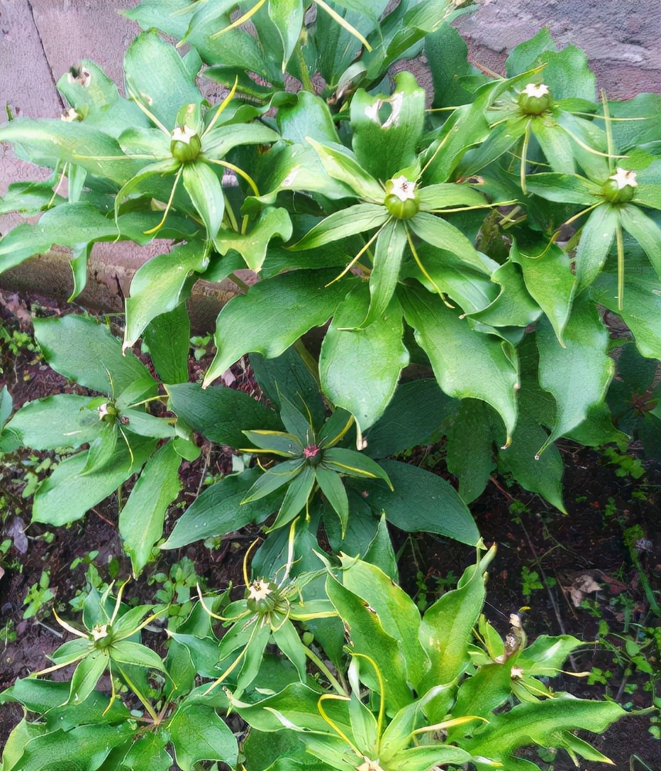 农村1种“蛇草”，叶片1层接1层，就像宝塔一样，人称“重楼”