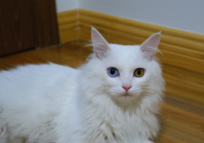 蓝眼白猫耳聋是什么原因,白猫蓝眼的猫咪都患病吗